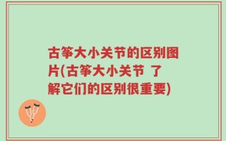 古筝大小关节的区别图片(古筝大小关节 了解它们的区别很重要)
