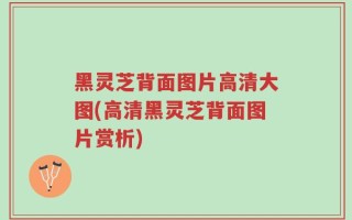 黑灵芝背面图片高清大图(高清黑灵芝背面图片赏析)