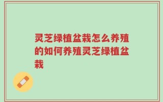 灵芝绿植盆栽怎么养殖的如何养殖灵芝绿植盆栽