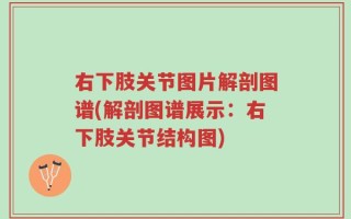 右下肢关节图片解剖图谱(解剖图谱展示：右下肢关节结构图)