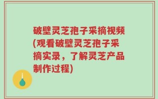 破壁灵芝孢子采摘视频(观看破壁灵芝孢子采摘实录，了解灵芝产品制作过程)