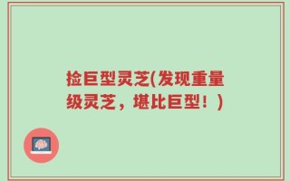 捡巨型灵芝(发现重量级灵芝，堪比巨型！)