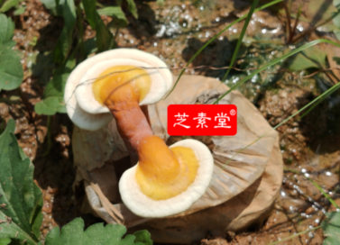人工灵芝和野生灵芝的区别！-第1张图片-超越