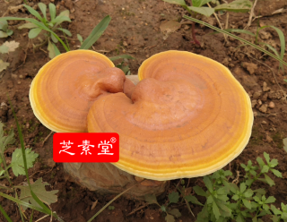 人工灵芝和野生灵芝的区别！-第2张图片-超越
