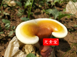 人工灵芝和野生灵芝的区别！-第3张图片-超越