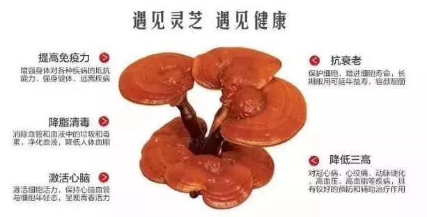 秋冬季节服用灵芝孢子粉禁忌有什么？-第2张图片-超越