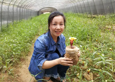 野生灵芝和仿野生种植灵芝的功效一样吗？-第1张图片-超越