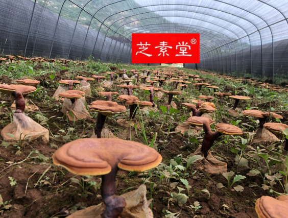野生灵芝和仿野生种植灵芝的功效一样吗？-第2张图片-超越
