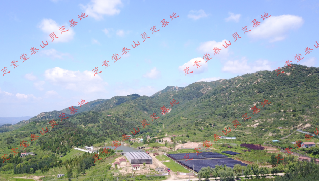 双十一来了，购买灵芝破壁孢子粉的标准是什么？-第3张图片-超越