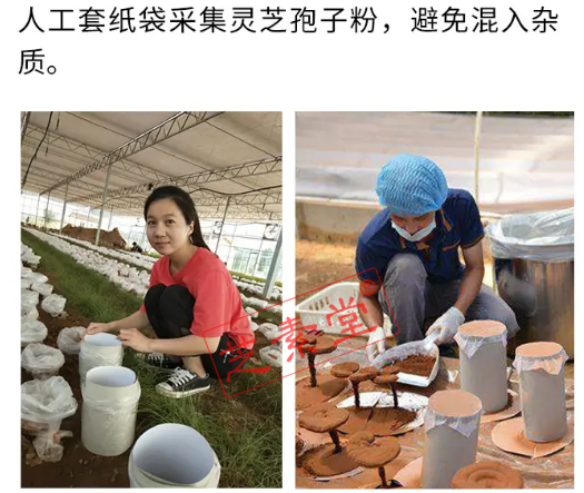 中年人为什么一定要吃灵芝破壁孢子粉?-第3张图片-超越