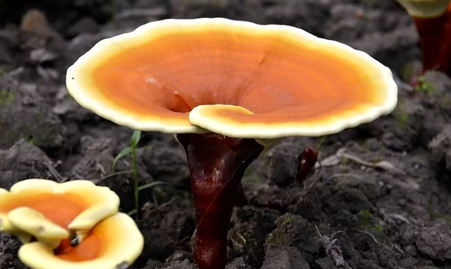 还在用破壁率评判灵芝孢子粉好坏吗？早就过时了！-第1张图片-超越