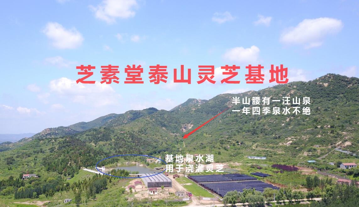 详解影响到灵芝孢子粉品质的因素-第1张图片-超越