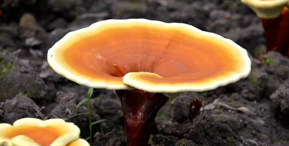 灵芝孢子粉和灵芝粉在功能有这么大的区别？-第1张图片-超越