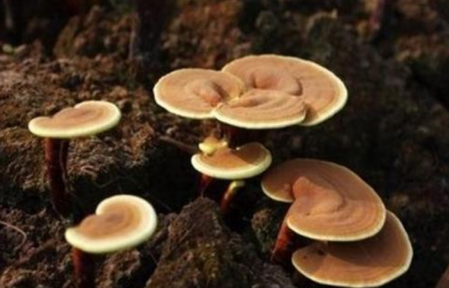 破壁灵芝孢子粉怎么选:泰山灵芝最正宗-第1张图片-超越 破壁灵芝孢子粉怎么选:泰山灵芝最正宗-第1张图片-超越