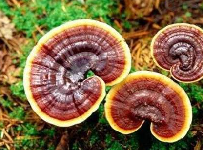 灵芝孢子粉选购靠哪些依据？其实还挺简单的-第2张图片-超越