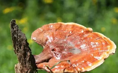 灵芝孢子粉的禁忌：这样的千万不要吃-第2张图片-超越