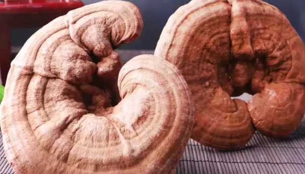 破壁灵芝孢子粉的食用方法你了解吗？-第1张图片-超越