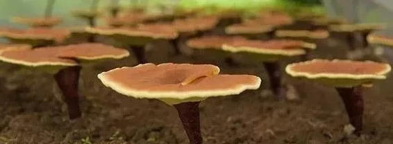灵芝破壁孢子粉适合人群,你都清楚吗?-第2张图片-超越 灵芝破壁孢子粉适合人群,你都清楚吗?-第2张图片-超越