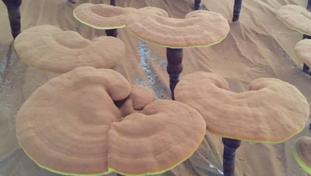 灵芝孢子粉的作用与功效对身体健康都能有哪些帮助?-第2张图片-超越 灵芝孢子粉的作用与功效对身体健康都能有哪些帮助?-第2张图片-超越