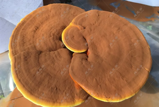 灵芝三萜含量为什么越来也被重视JJKK850-第2张图片-超越 灵芝三萜含量为什么越来也被重视JJKK850-第2张图片-超越