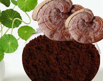 灵芝孢子粉怎么吃?只要用水泡就可以了?-第1张图片-超越 灵芝孢子粉怎么吃?只要用水泡就可以了?-第1张图片-超越