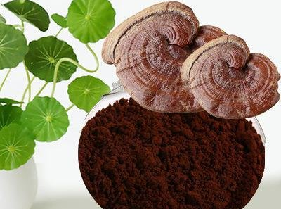 灵芝孢子粉适合肿瘤病人吃吗？可以发挥什么作用？-第1张图片-超越
