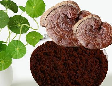 灵芝孢子粉怎么冲泡？冲的时候注意什么？-第1张图片-超越