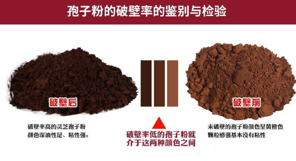 灵芝孢子粉粉碎到什么程度好？会对作用产生哪些影响？-第1张图片-超越