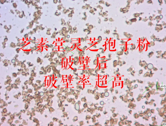 去壁灵芝孢子粉好吗？和破壁灵芝孢子粉有什么不同？-第1张图片-超越