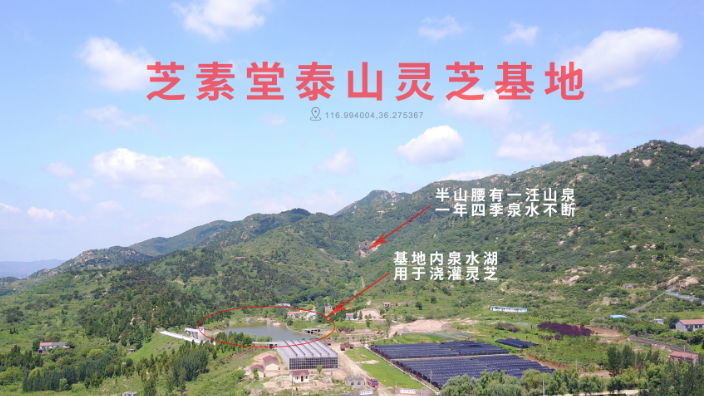 破壁灵芝孢子粉多少钱是怎样决定的？贵的和便宜的有什么区别？-第1张图片-超越