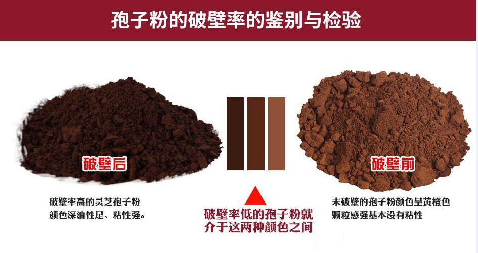 如何区别灵芝孢子粉有无破壁?破壁有什么用?-第1张图片-超越 如何区别灵芝孢子粉有无破壁?破壁有什么用?-第1张图片-超越