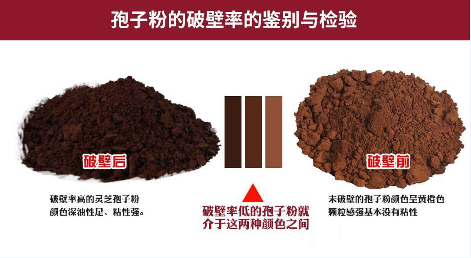 灵芝孢子粉为啥要破壁?破壁有什么用?-第1张图片-超越 灵芝孢子粉为啥要破壁?破壁有什么用?-第1张图片-超越