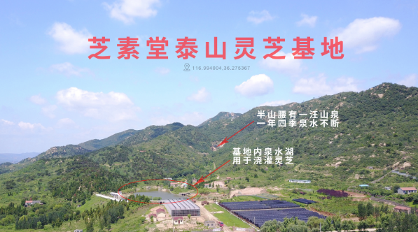 人工种植灵芝孢子粉品质怎么样?和野生的差多少?-第1张图片-超越 人工种植灵芝孢子粉品质怎么样?和野生的差多少?-第1张图片-超越
