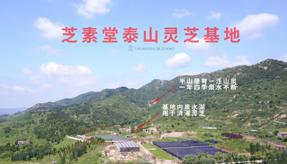 散装的灵芝孢子粉能买吗?正规的是什么样的?-第1张图片-超越 散装的灵芝孢子粉能买吗?正规的是什么样的?-第1张图片-超越