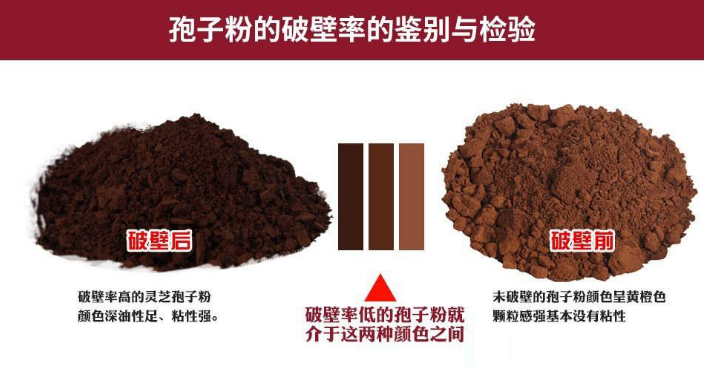 灵芝孢子粉为什么会有油?和有效成分含量有关系吗?-第1张图片-超越 灵芝孢子粉为什么会有油?和有效成分含量有关系吗?-第1张图片-超越