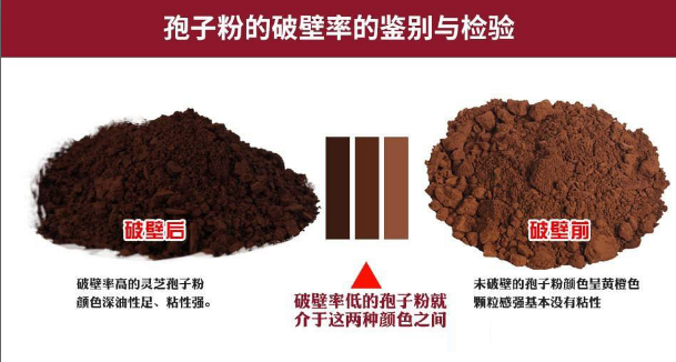 破壁灵芝孢子粉是什么意思?比一般的灵芝孢子粉好在哪?-第1张图片-超越 破壁灵芝孢子粉是什么意思?比一般的灵芝孢子粉好在哪?-第1张图片-超越