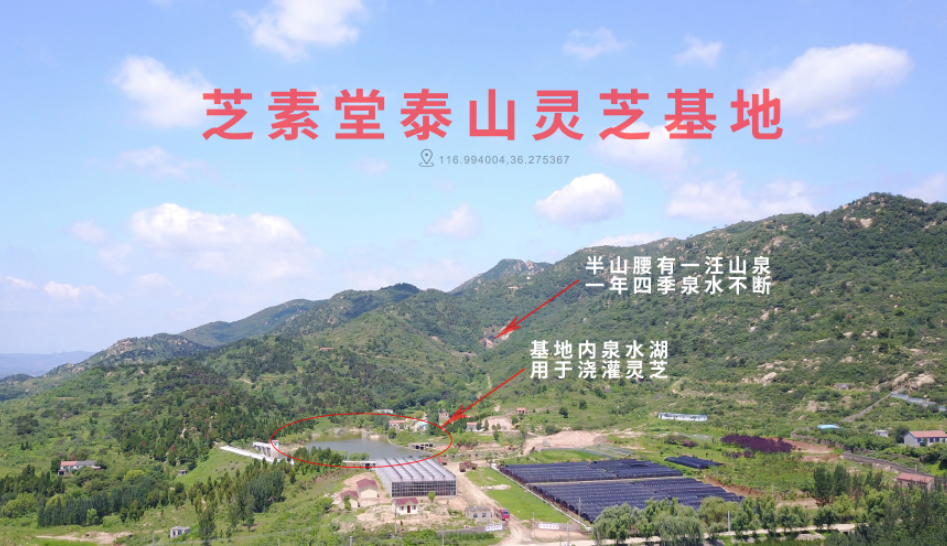 野生灵芝和灵芝孢子粉哪个更好？专家是这样的说的-第1张图片-超越