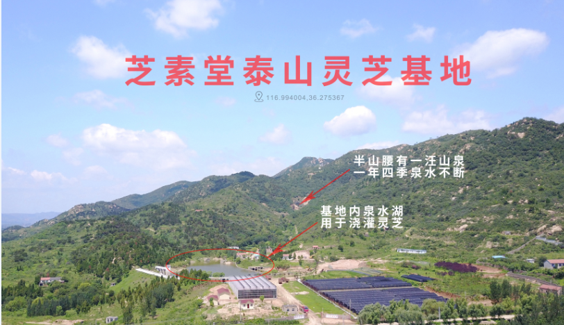 灵芝孢子粉能够提高免疫力吗?它的意义重大-第1张图片-超越 灵芝孢子粉能够提高免疫力吗?它的意义重大-第1张图片-超越