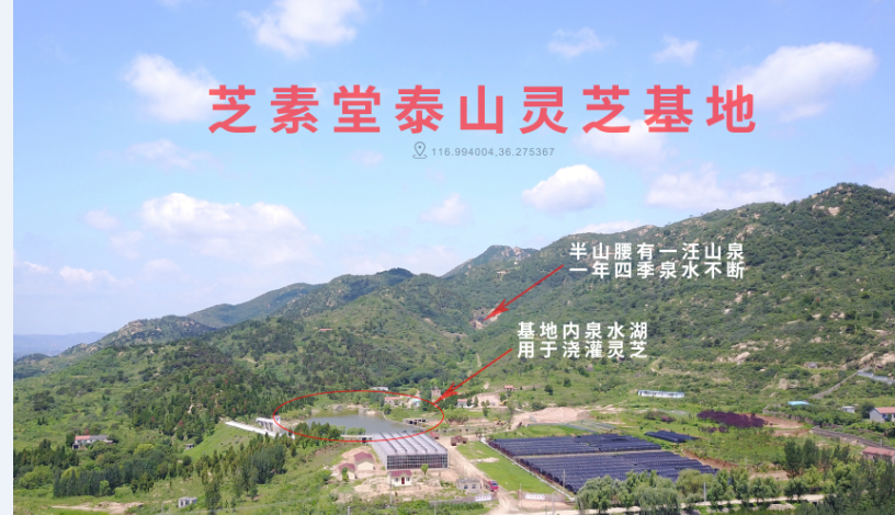 灵芝对癌症有用吗？怎么吃才有用？听听专家怎么说-第2张图片-超越
