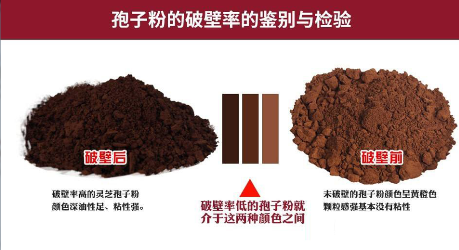 灵芝孢子粉会有油吗？什么样的灵芝孢子粉好？-第1张图片-超越