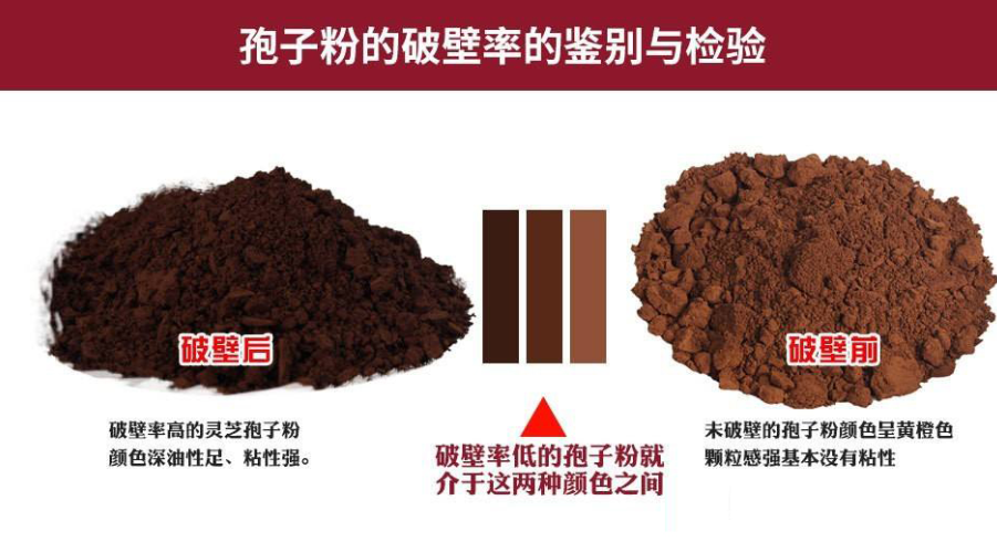 灵芝孢子粉为什么要破壁？灵芝孢子粉应该怎么选？-第1张图片-超越