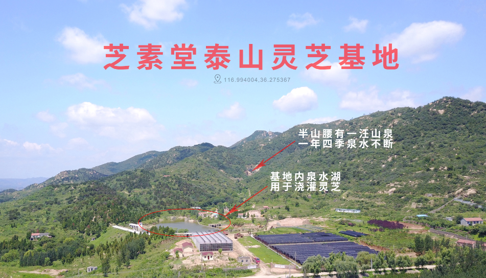 灵芝孢子粉产地哪里好？如何分辨好坏？-第1张图片-超越