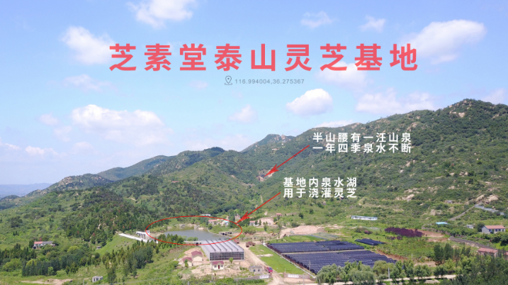 灵芝孢子粉怎么选？灵芝孢子粉黑幕有哪些？-第2张图片-超越