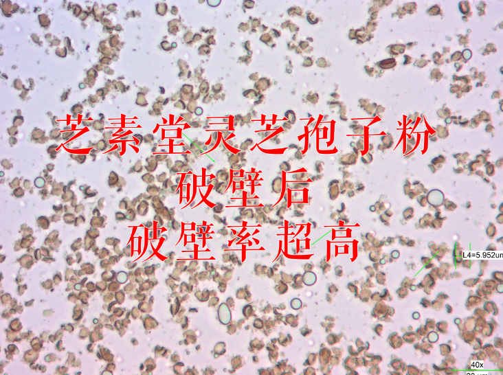 去壁灵芝孢子粉是什么意思？效果会更好吗？-第1张图片-超越