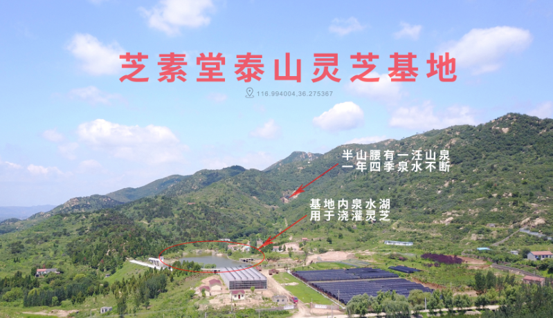 医生不建议吃灵芝孢子粉的原因什么？-第1张图片-超越