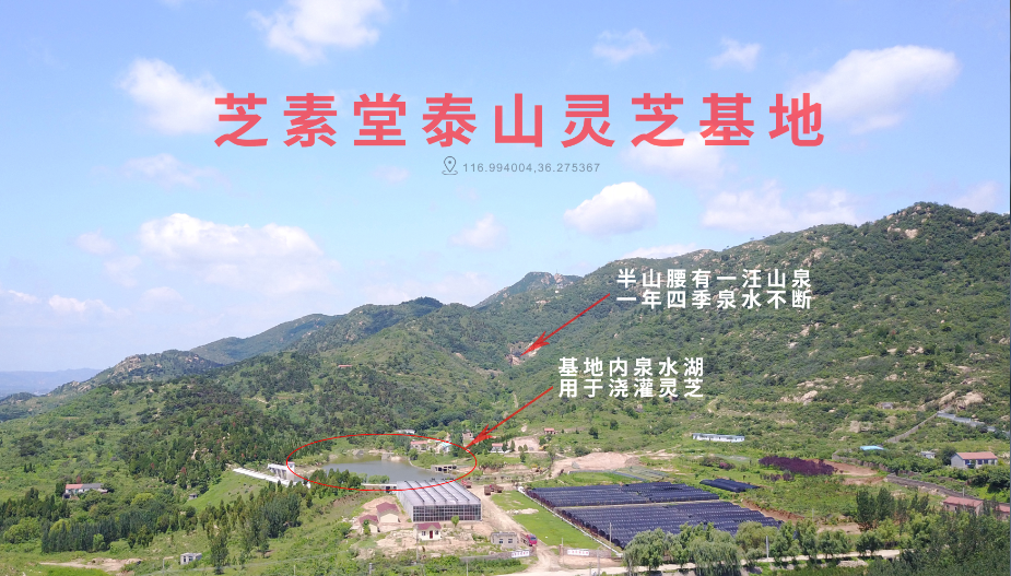 灵芝孢子粉破壁有用吗？能起到哪些作用？-第1张图片-超越
