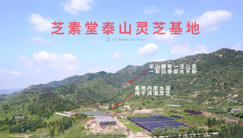 灵芝孢子粉是什么？能够起到哪些作用？-第1张图片-超越