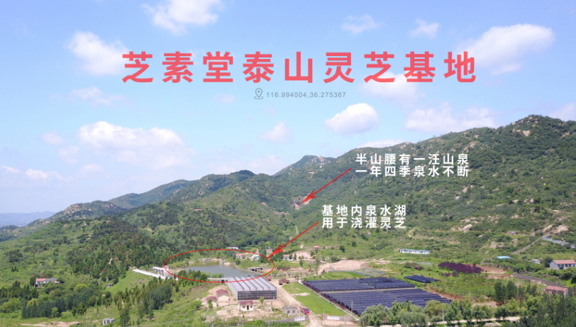 灵芝孢子粉的价格是哪些因素决定的?什么样的灵芝孢子粉好?-第1张图片-超越 灵芝孢子粉的价格是哪些因素决定的?什么样的灵芝孢子粉好?-第1张图片-超越