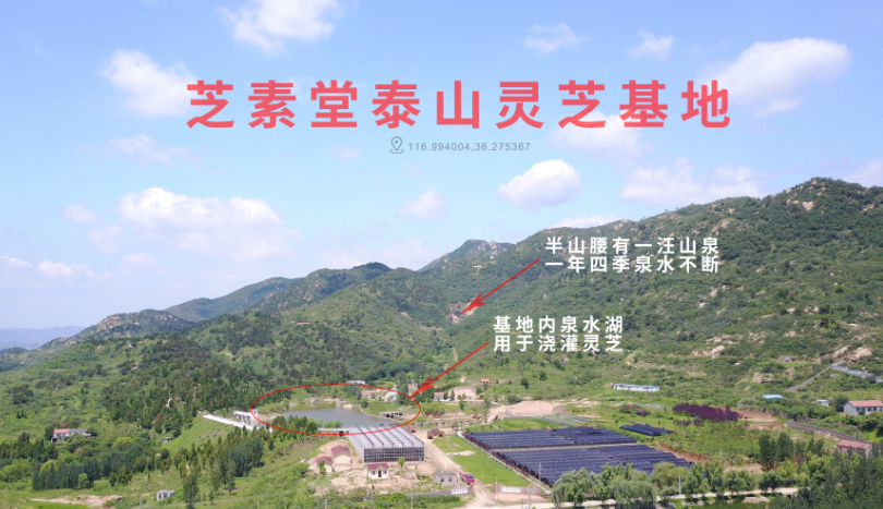 不同品牌的灵芝孢子粉有什么区别?什么样的灵芝孢子粉好?-第1张图片-超越 不同品牌的灵芝孢子粉有什么区别?什么样的灵芝孢子粉好?-第1张图片-超越