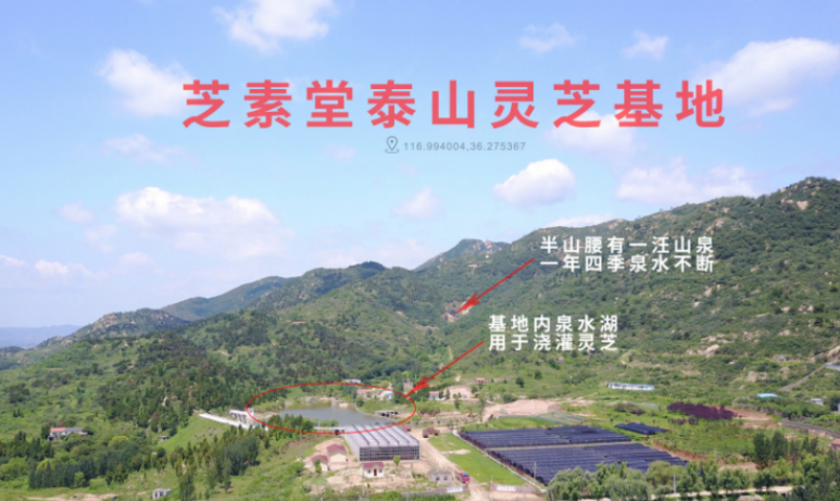 破壁灵芝孢子粉牌子怎么选?什么样的灵芝孢子粉好?-第1张图片-超越 破壁灵芝孢子粉牌子怎么选?什么样的灵芝孢子粉好?-第1张图片-超越